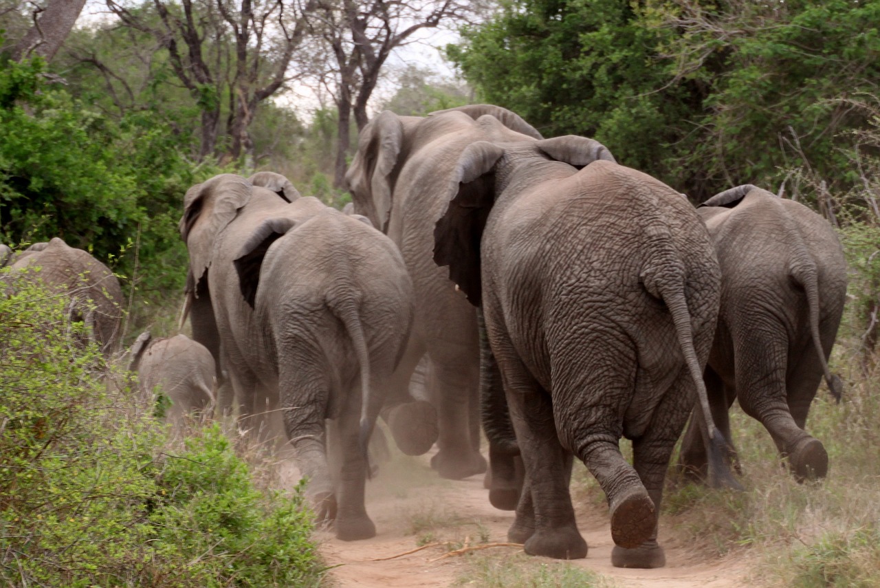 Family-Friendly Vegetarian Adventure in Kruger, South Africa