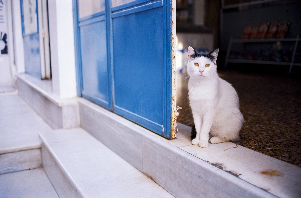 Culinary Delights in Ios, Greece