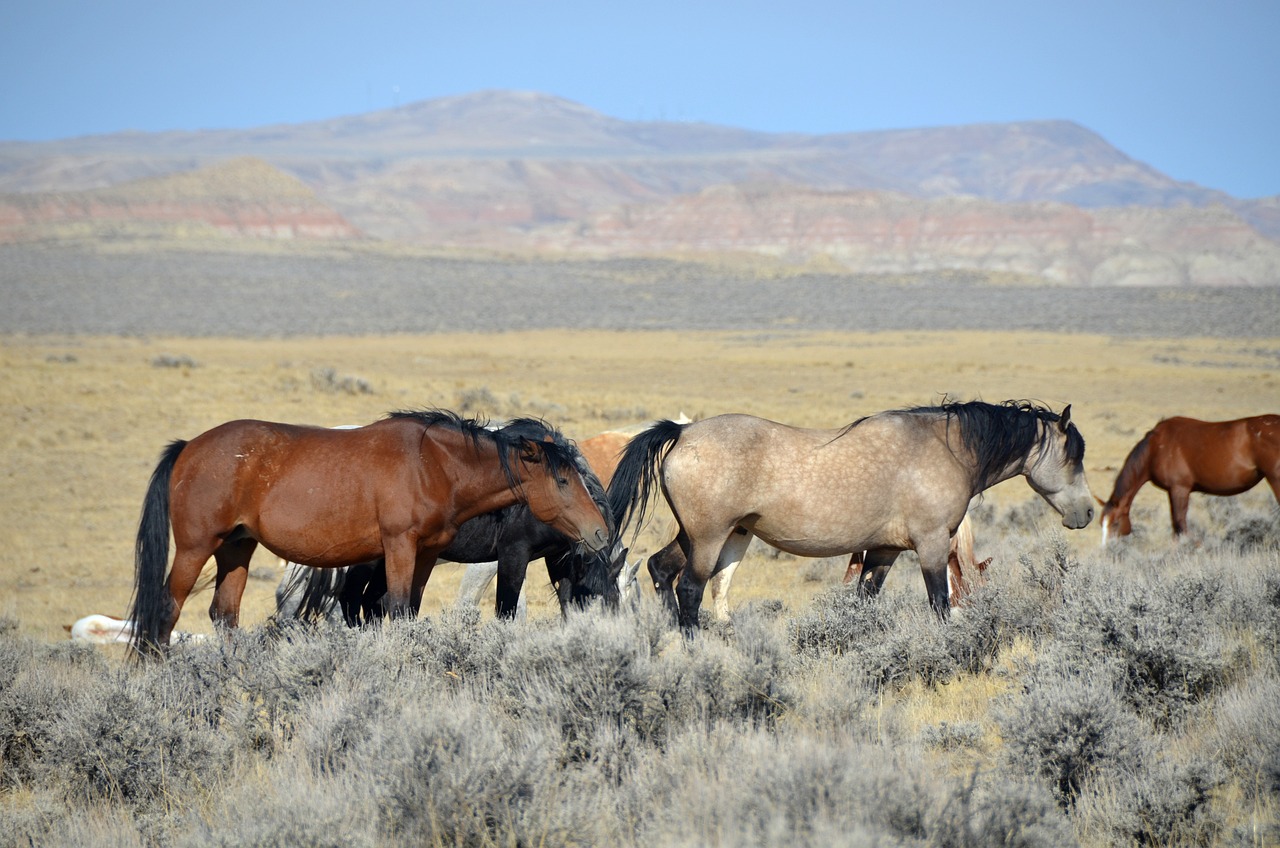 Itinéraire de 5 jours à Cody, Wyoming