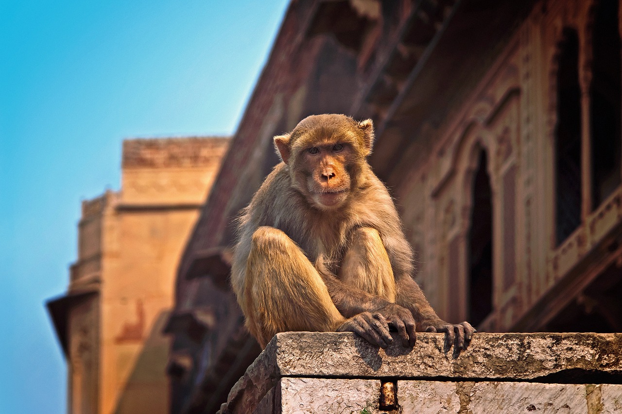 Spiritual Journey Through Vrindavan's Temples