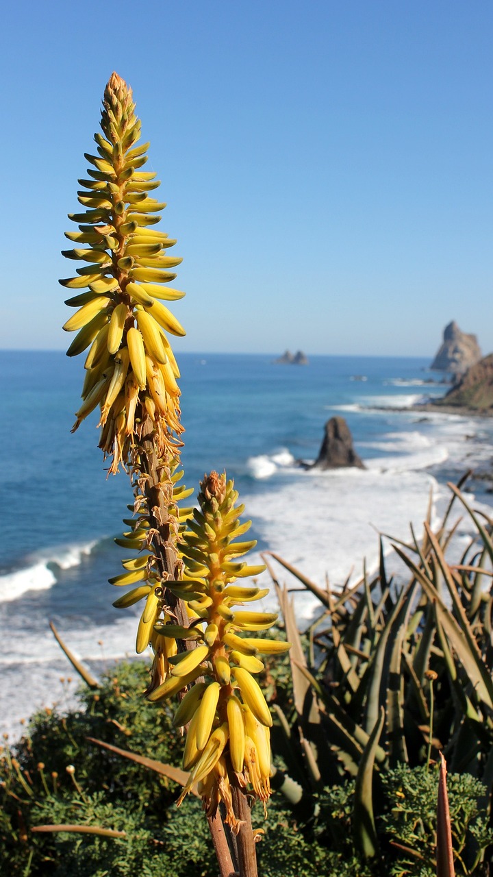 Viaggio di 5 giorni a Tenerife Nord