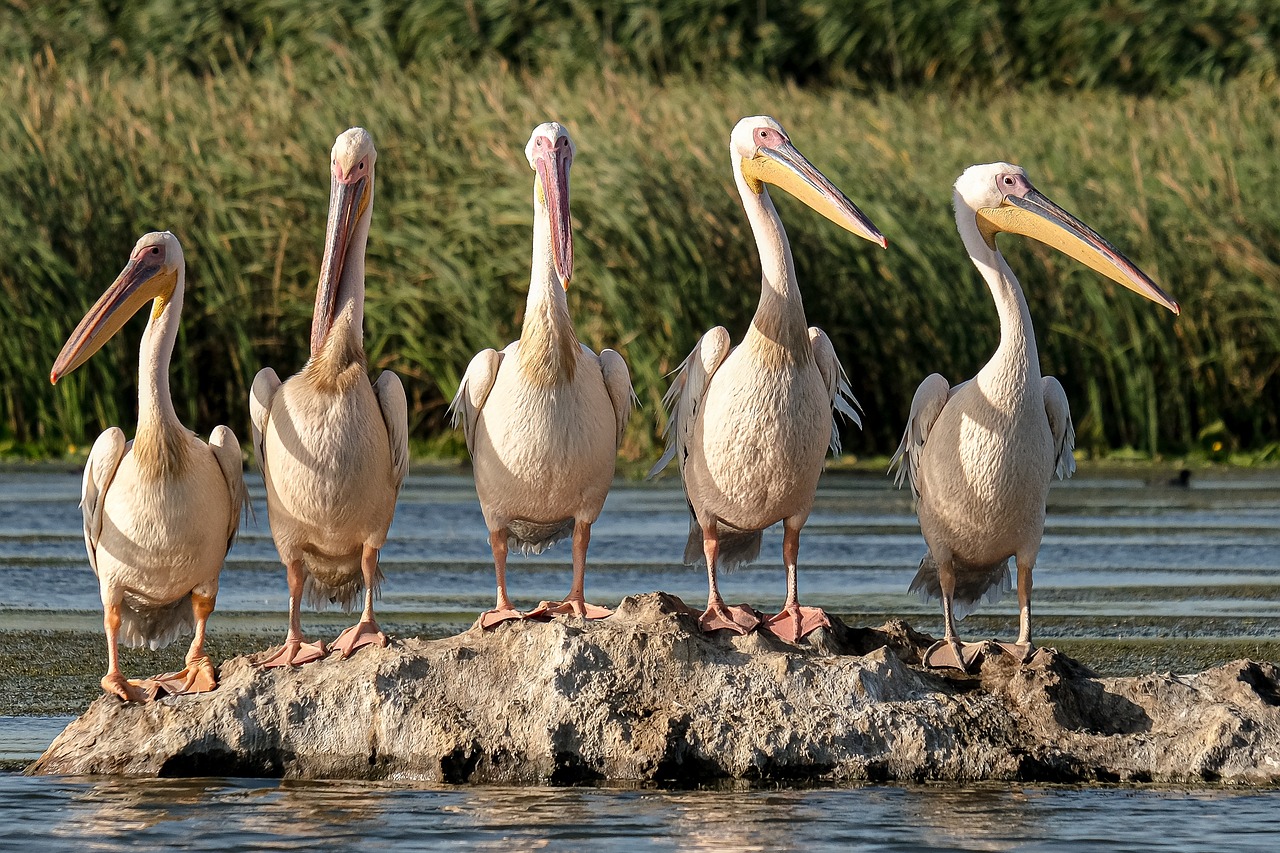 Danube Delta 5-Day Cultural and Culinary Journey