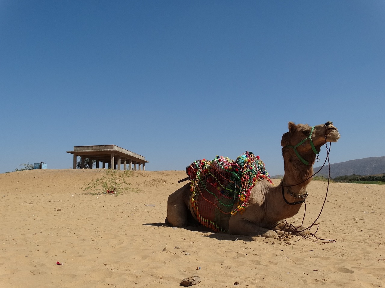 Spiritual Journey in Pushkar: Temples, Lakes, and Local Delights