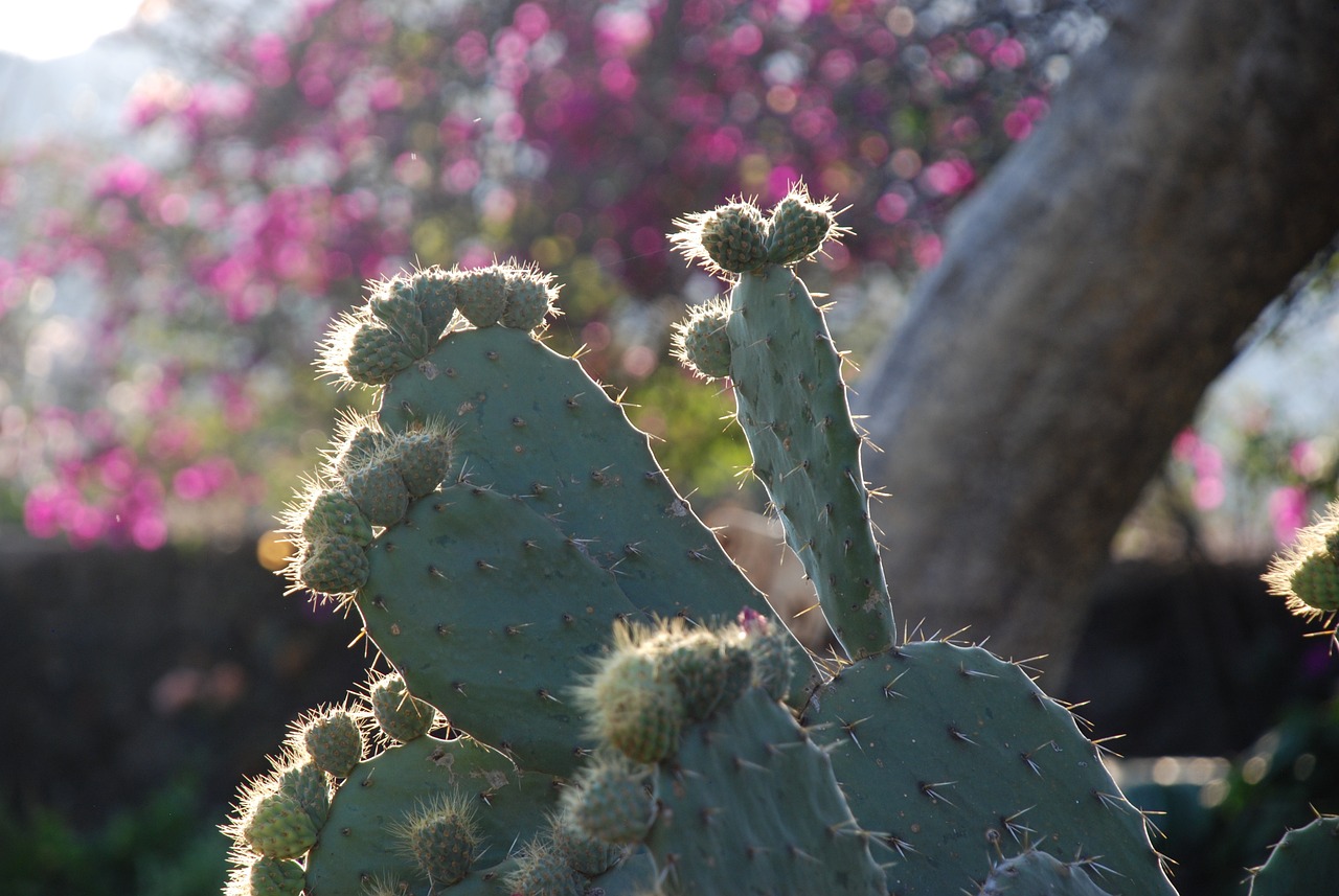 Authentic Mexican Experience in Tepoztlán