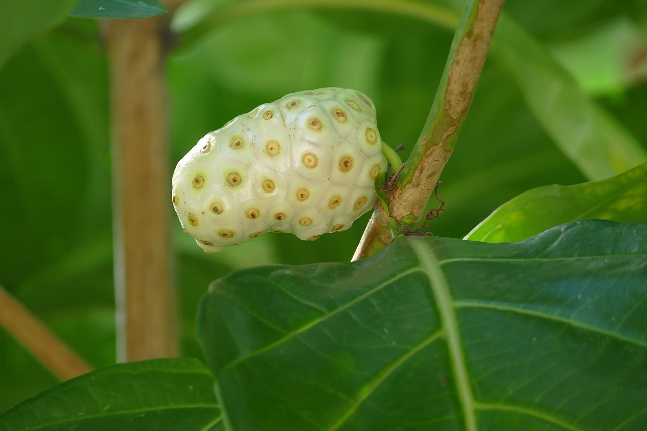 Exploring the Natural Wonders of Dominica