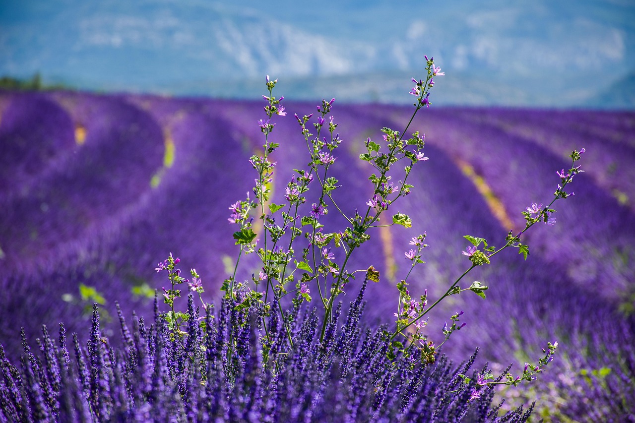 Provence and French Riviera: A Journey Through Culture, Nature, and Gastronomy