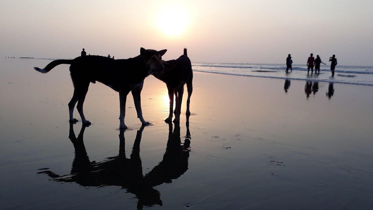 Beach Bliss in Digha