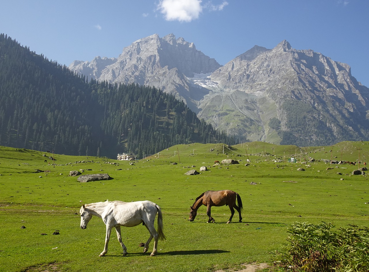 Snowy Delights in Sonamarg