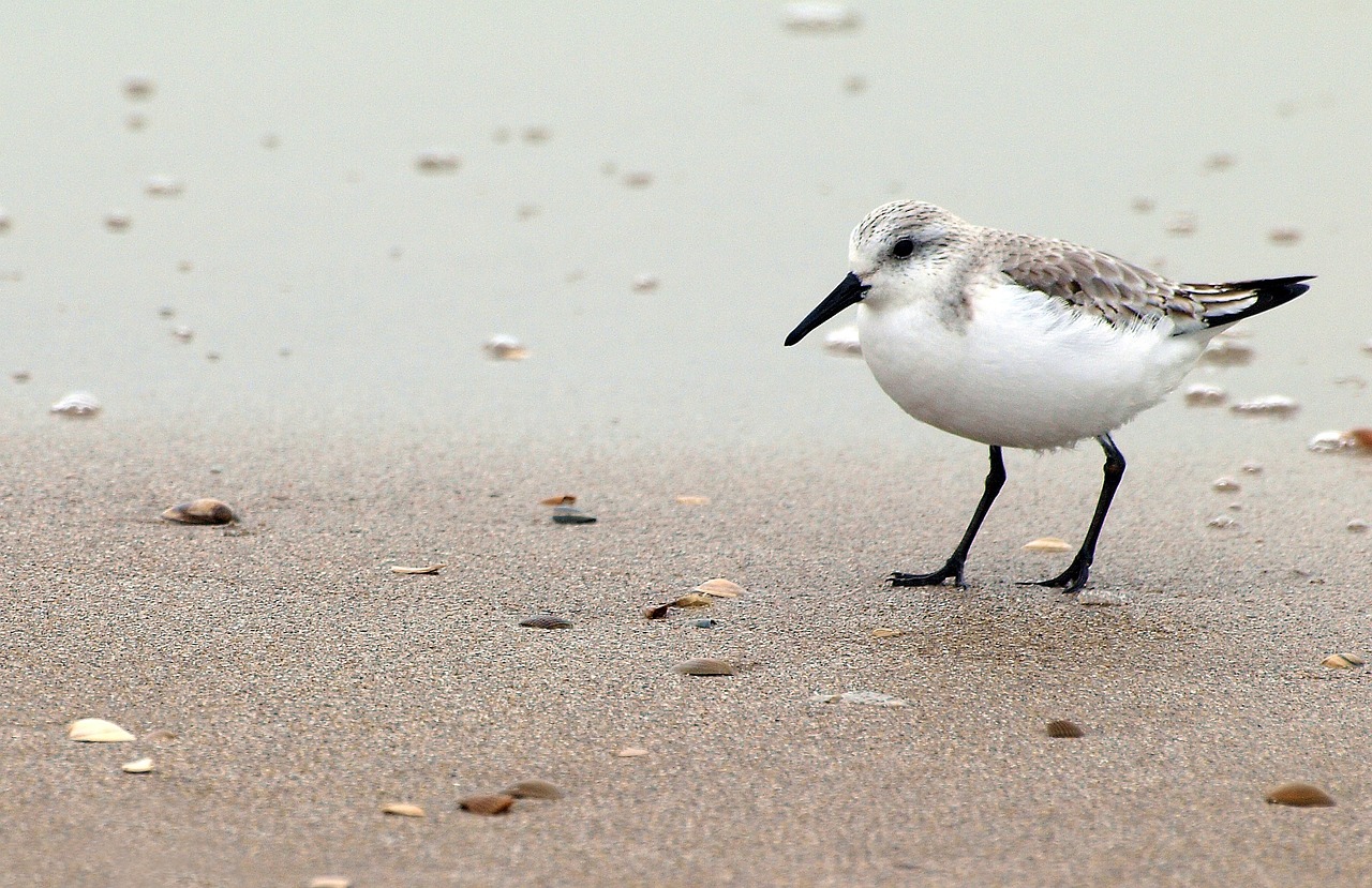 Discovering the Charms of Zeeland in 7 Days