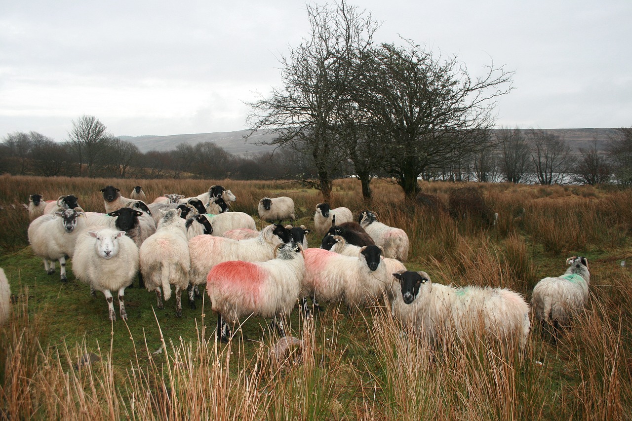 Culinary Delights of Donegal