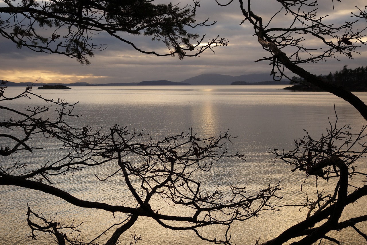 Whale Watching and Culinary Delights in San Juan Islands