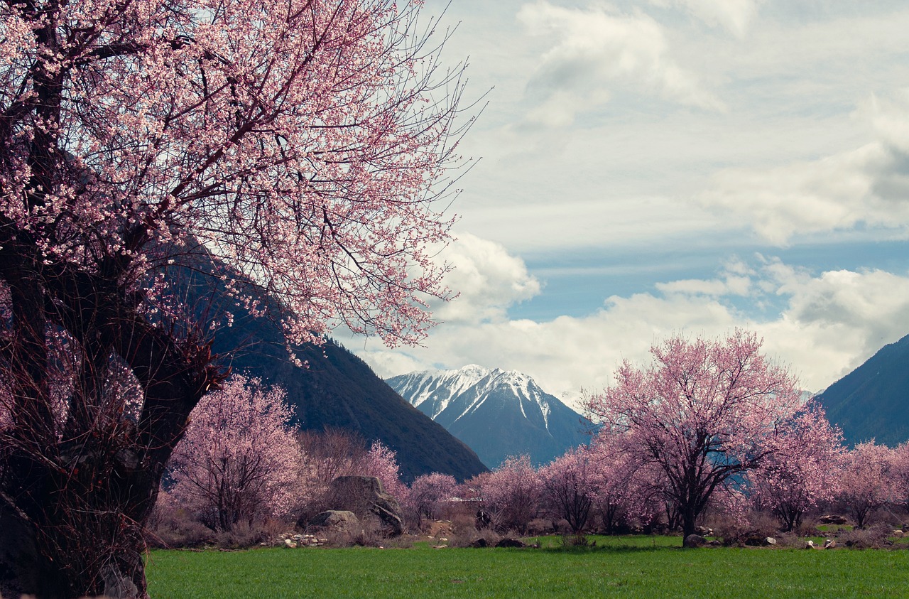 Culinary Journey Through Tibet