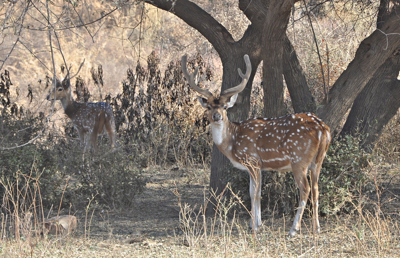 Safari Adventure in Sariska Tiger Reserve