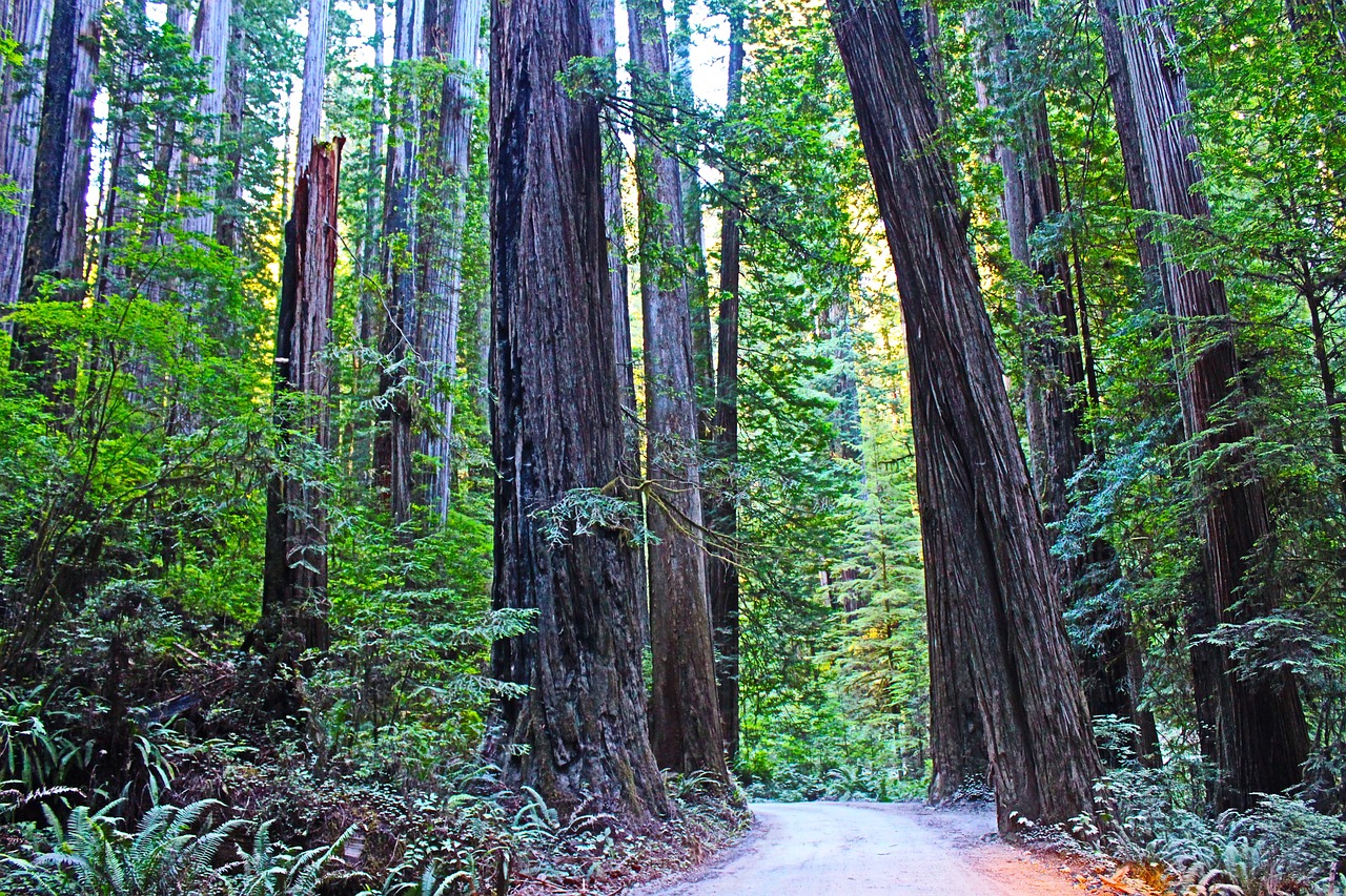 Redwood National Park Hiking and Culinary Delights