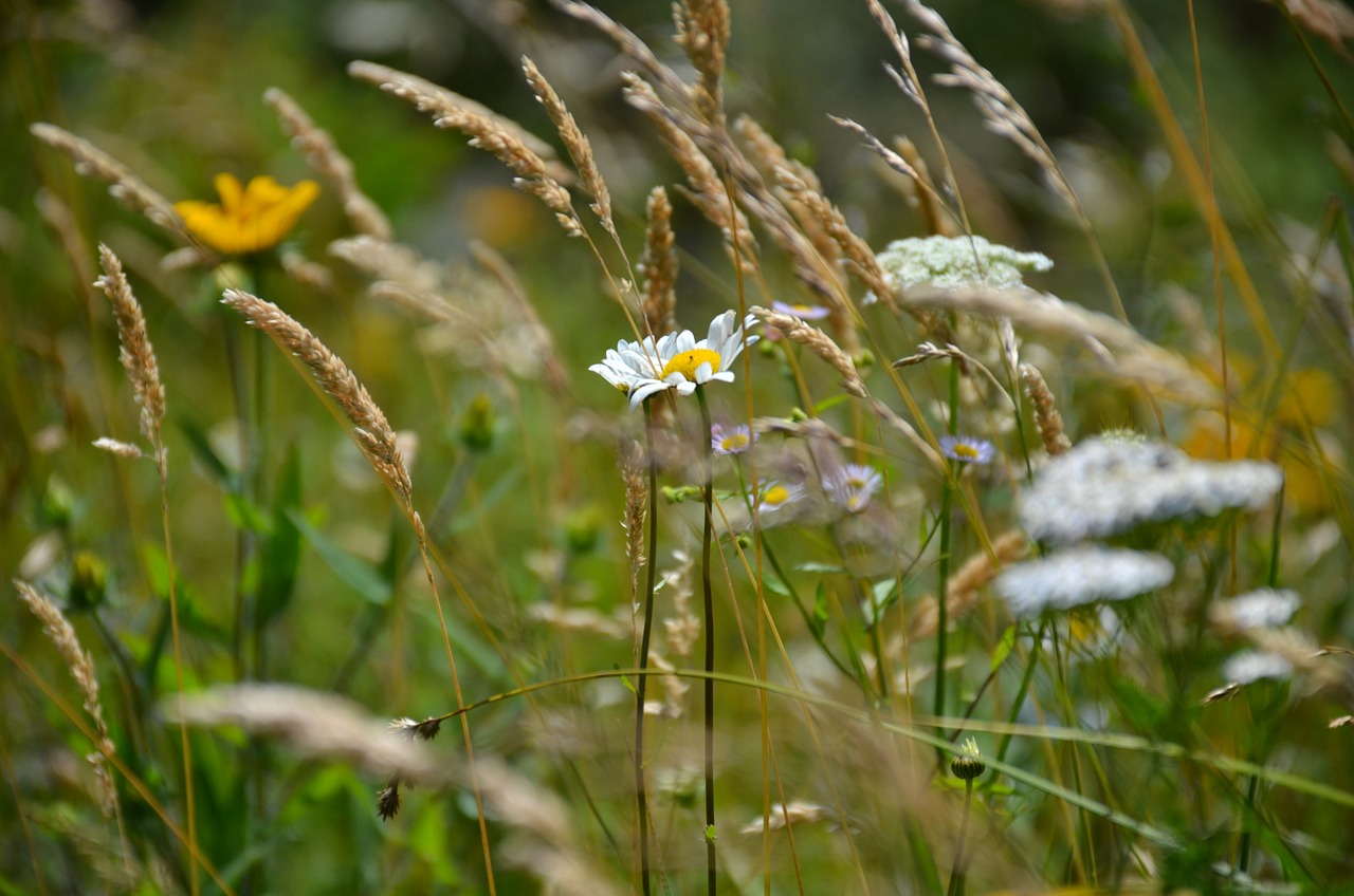 Nature's Delight in Kodaikanal