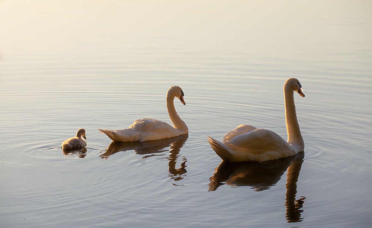 Cygnet Culinary Delights