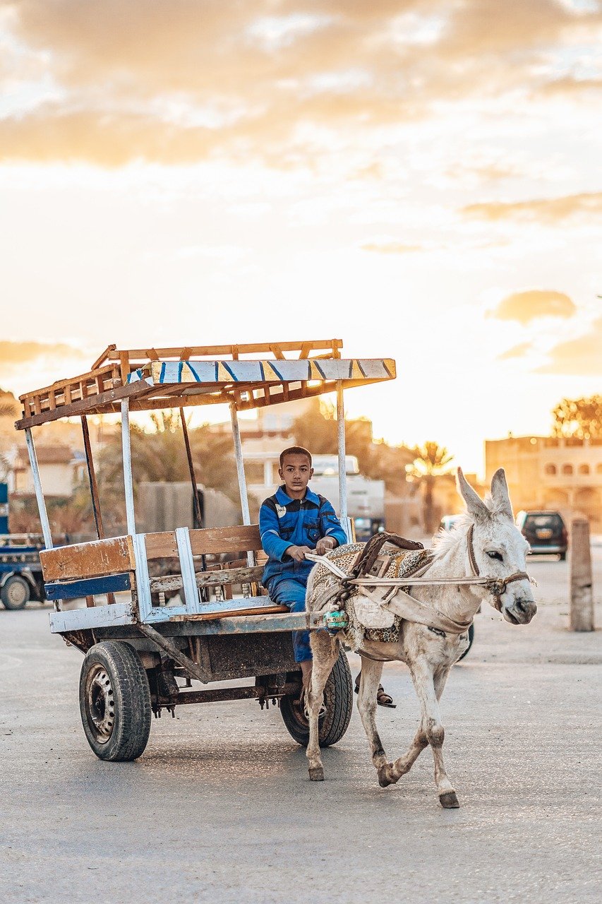 Esperienza culinaria a Siwa Oasis, Egitto