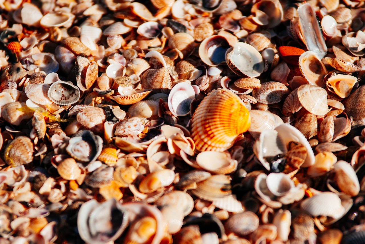 Seashells Beach Bliss: A 5-Day Culinary Adventure