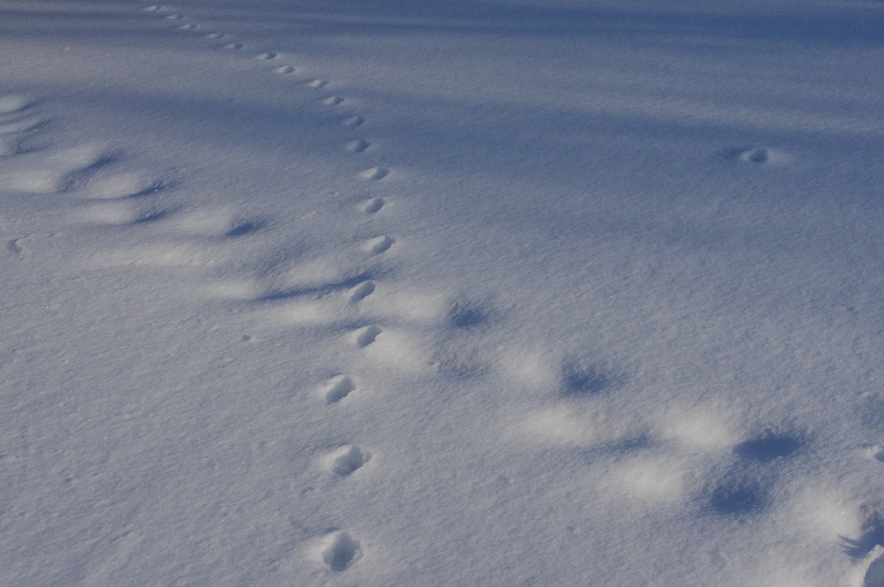 Sapporo Winter Wonderland: 3-Day Skiing and Local Delights