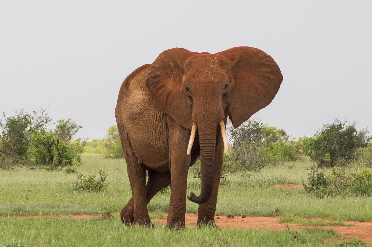 Safari Adventure in Tsavo East National Park