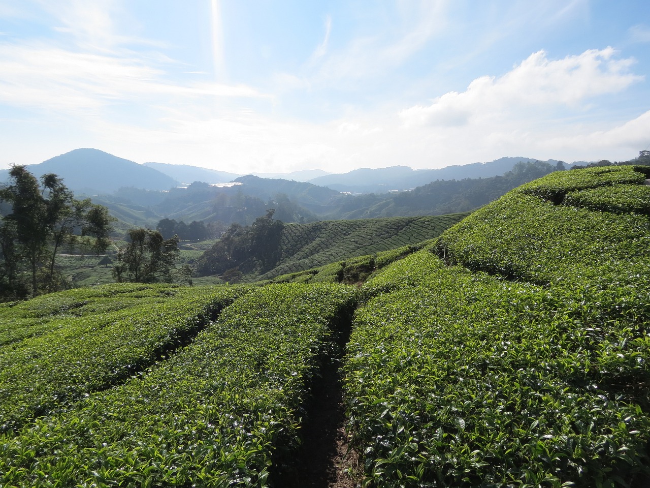 Tea Plantations and Strawberry Farms Day in Cameron Highlands