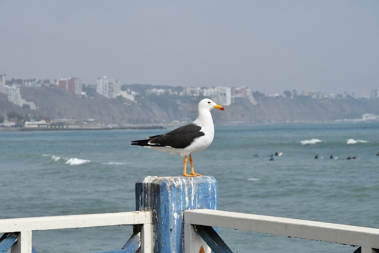 Beach Day in Lima: Sun, Sand, and Seafood