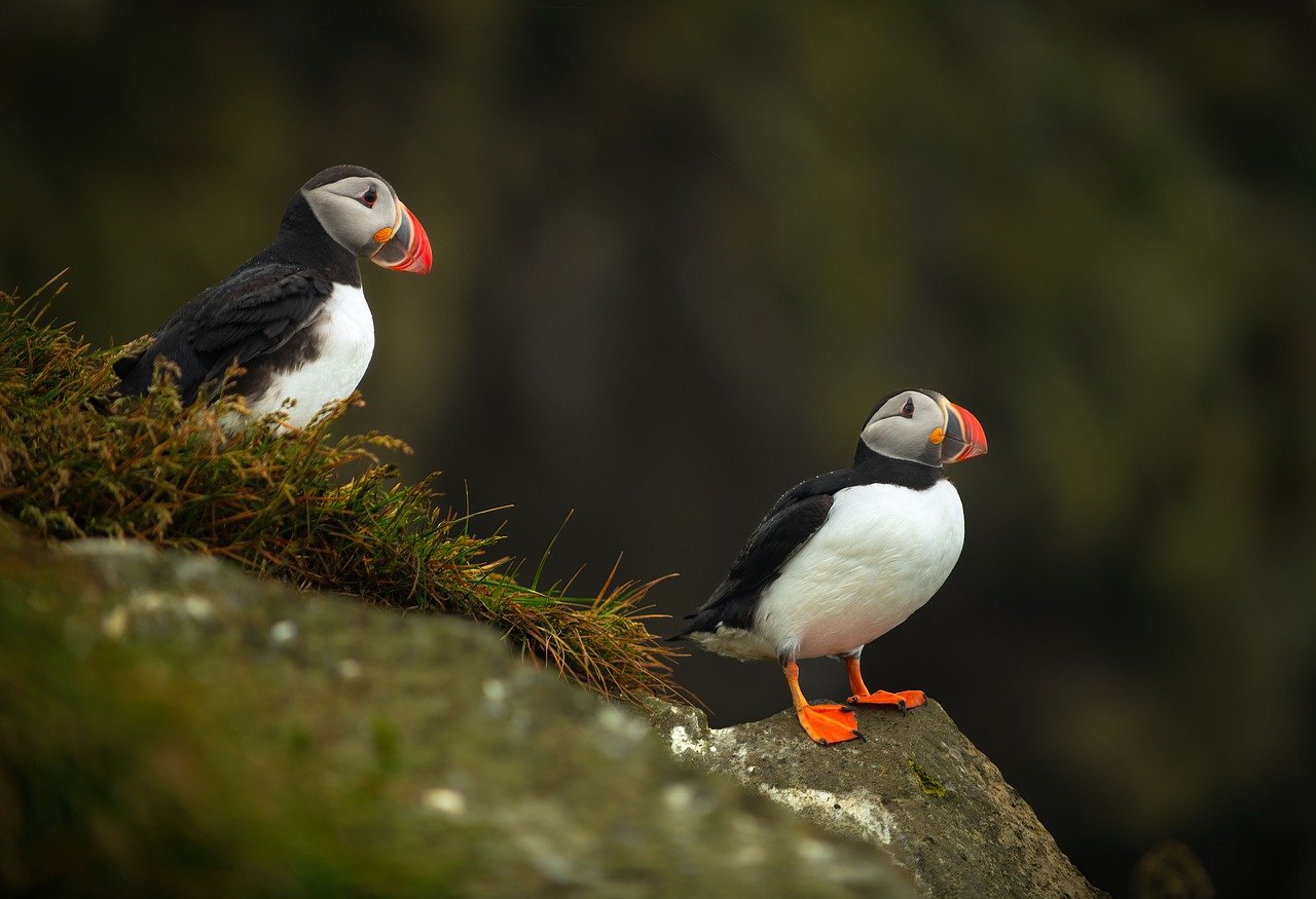 Icelandic Wildlife and Glaciers Expedition