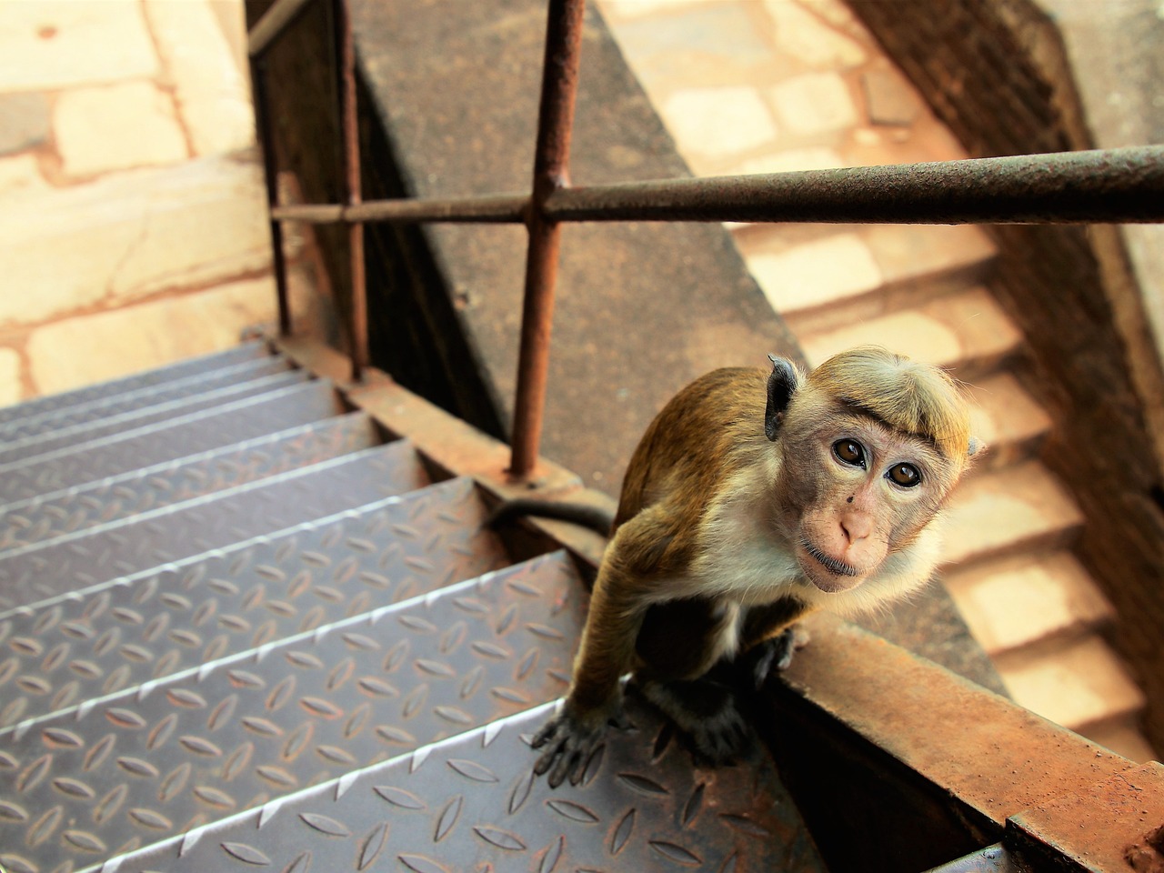 Historical Marvels and Wildlife Wonders in Sigiriya