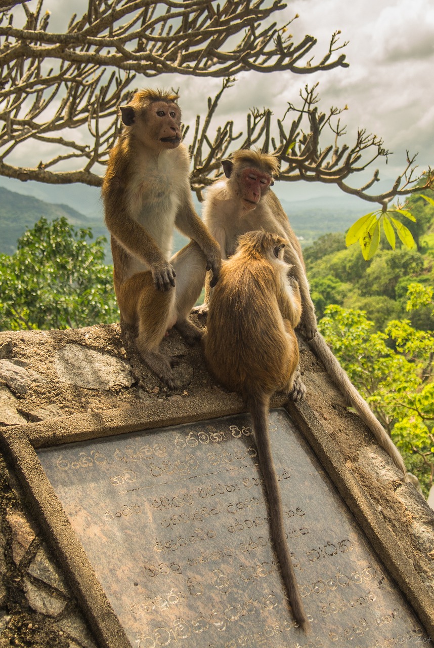 Cultural and Wildlife Exploration in Dambulla