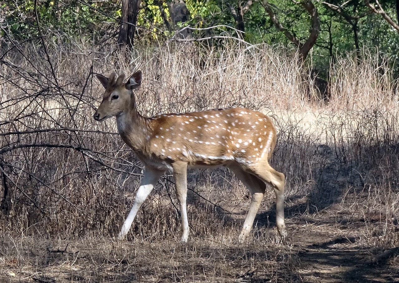 Wildlife and Heritage Exploration in Saurashtra