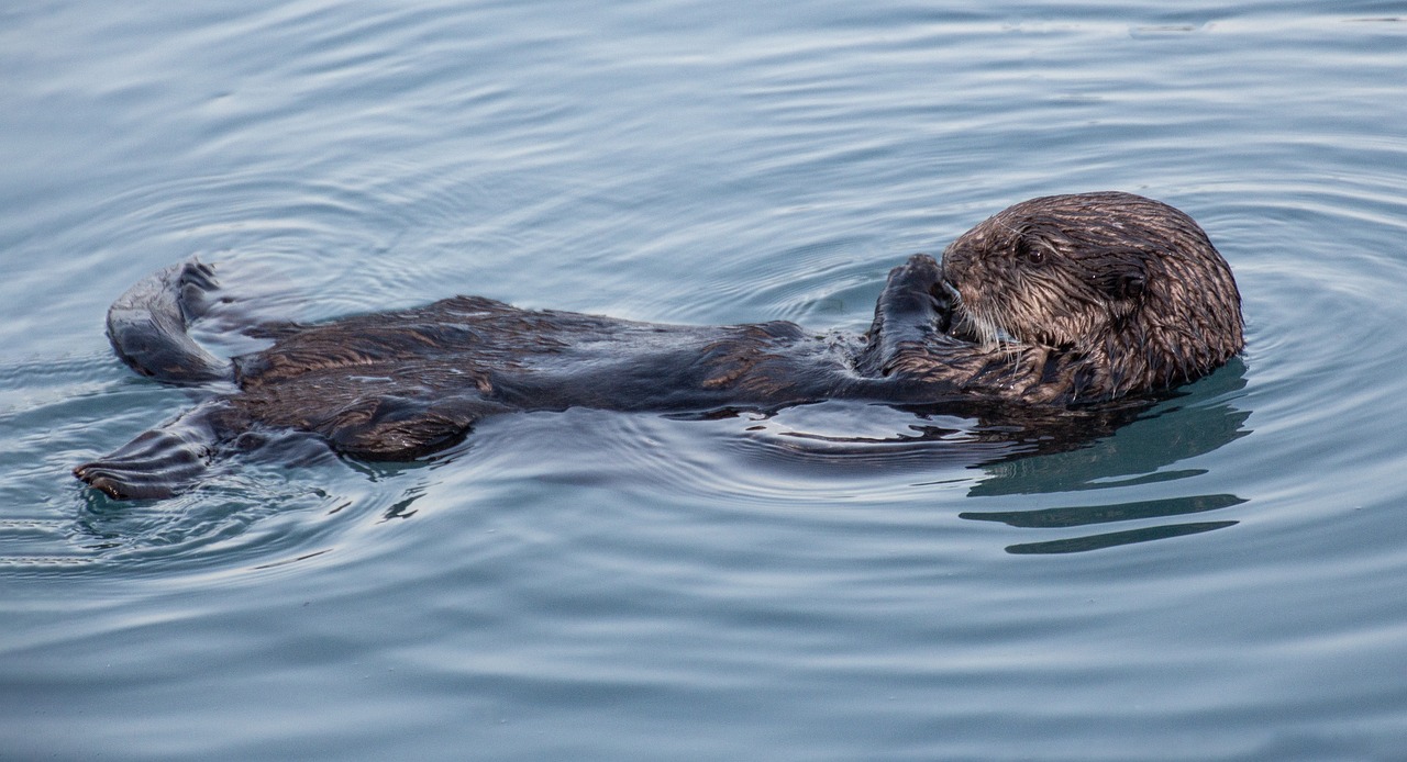 Glacial Wonders and Wildlife in Seward