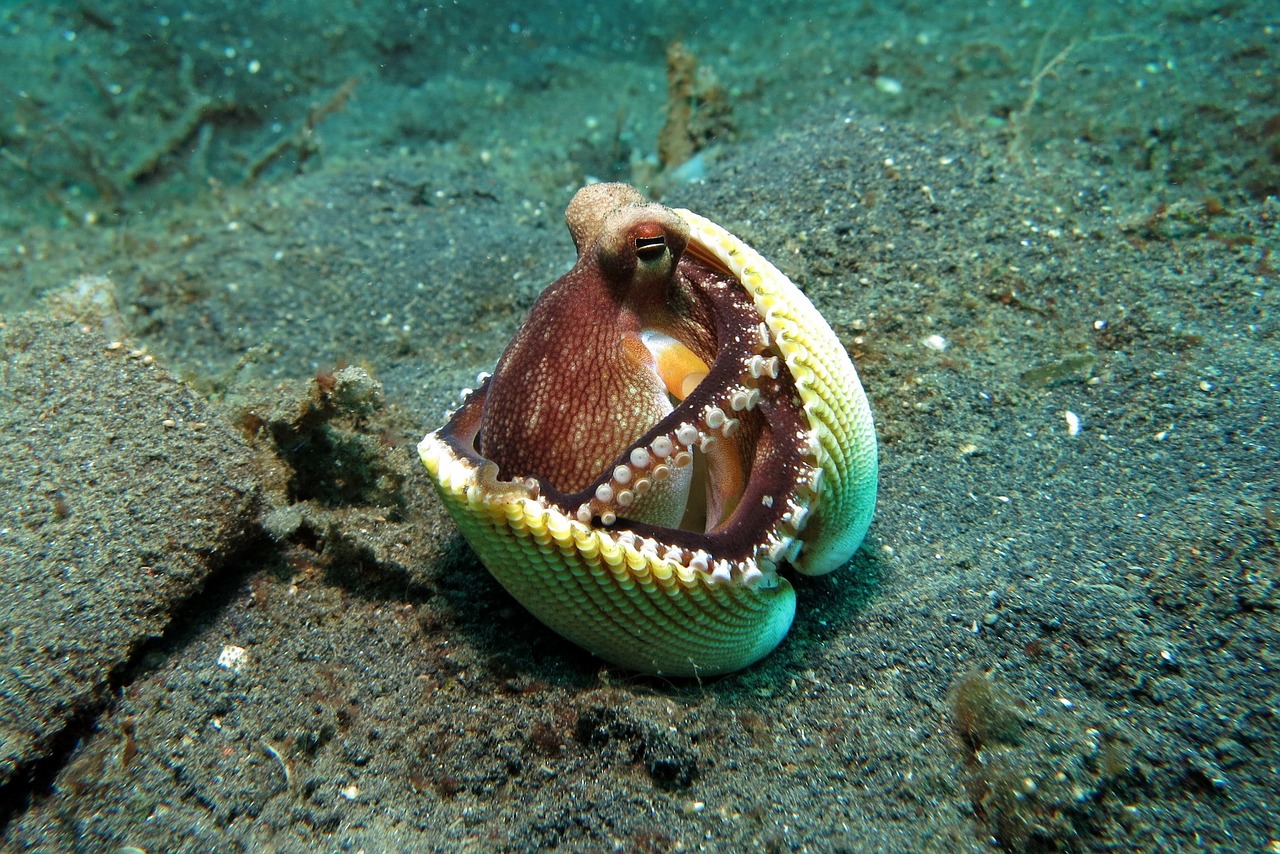 Diving Paradise in Lembeh: 5-Day Adventure