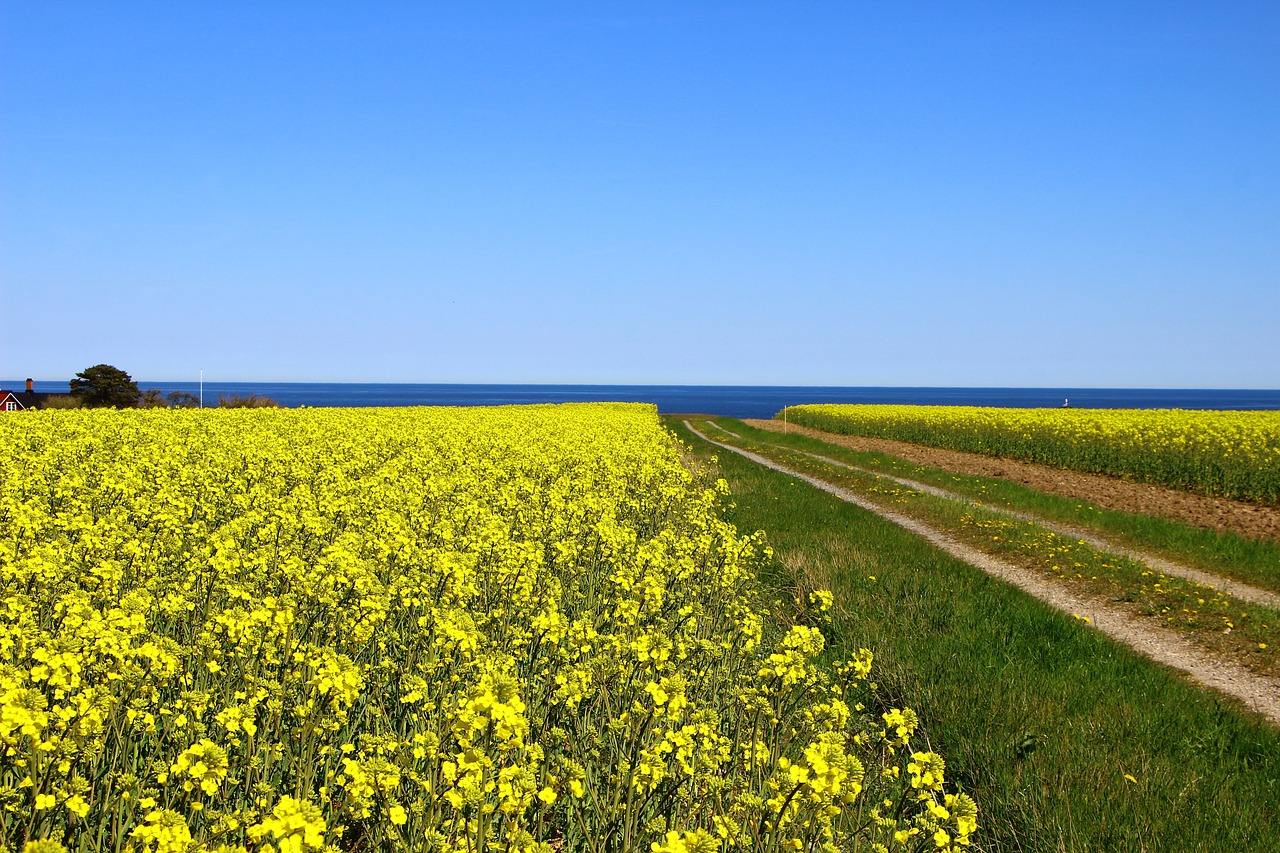 Culinary Delights in Skåne: A 3-Day Food Journey