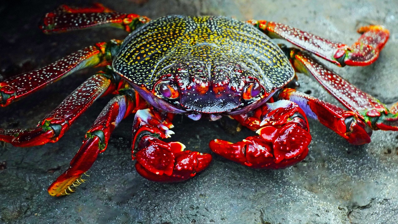 Ultimate Crab Island Adventure in Destin