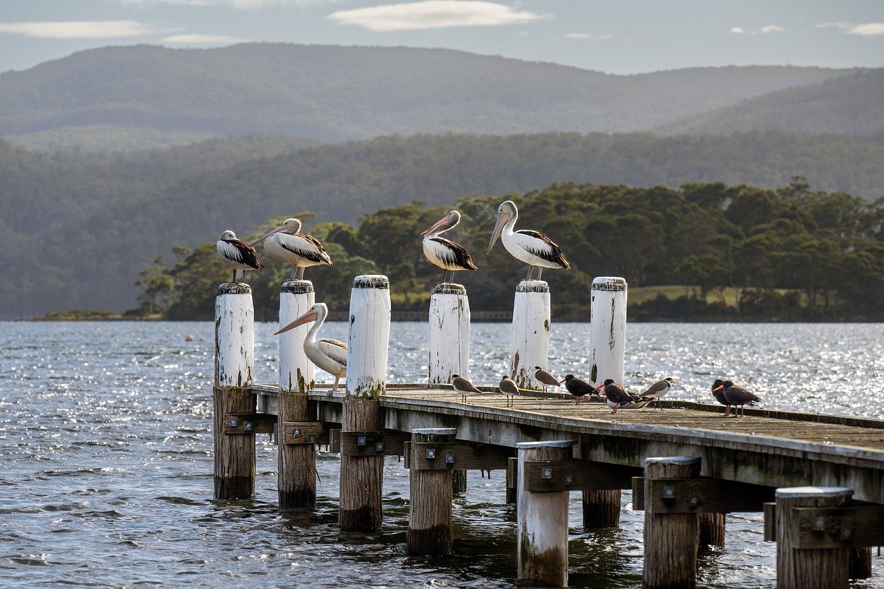 Tasmania's Natural Wonders and Culinary Delights