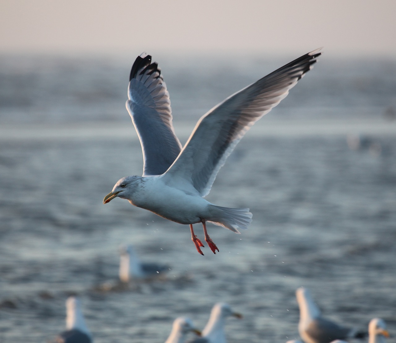 Medieval Legends and Coastal Delights in Fano