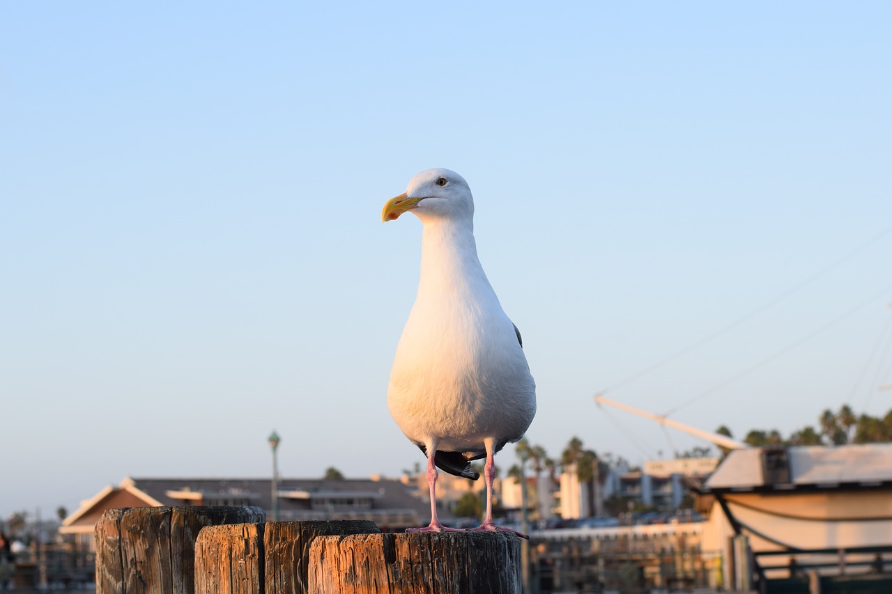 Relaxing Day in Redondo Beach