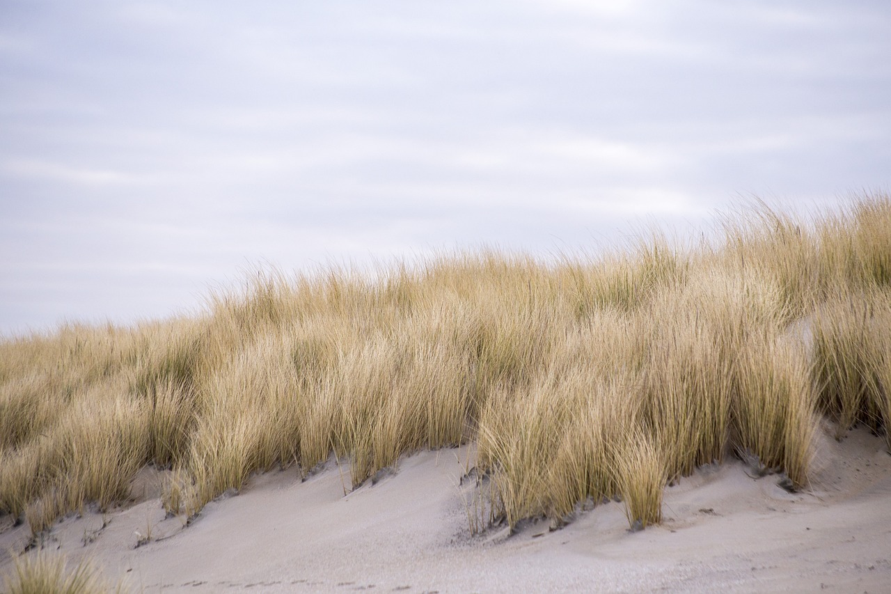 A Taste of Dutch Culture in The Hague