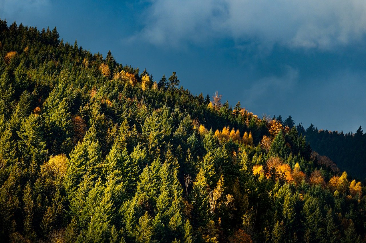 Culinary Delights of the Black Forest