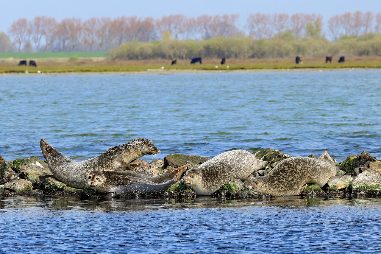 Zeeland Adventure: Castles, Beaches, and Culinary Delights