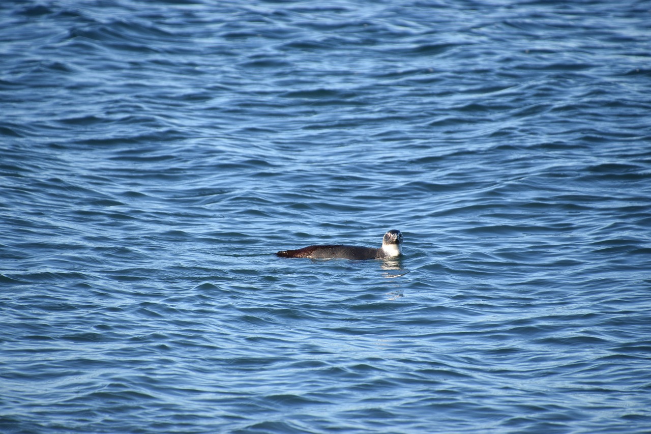 Marine Wonders of Puerto Madryn