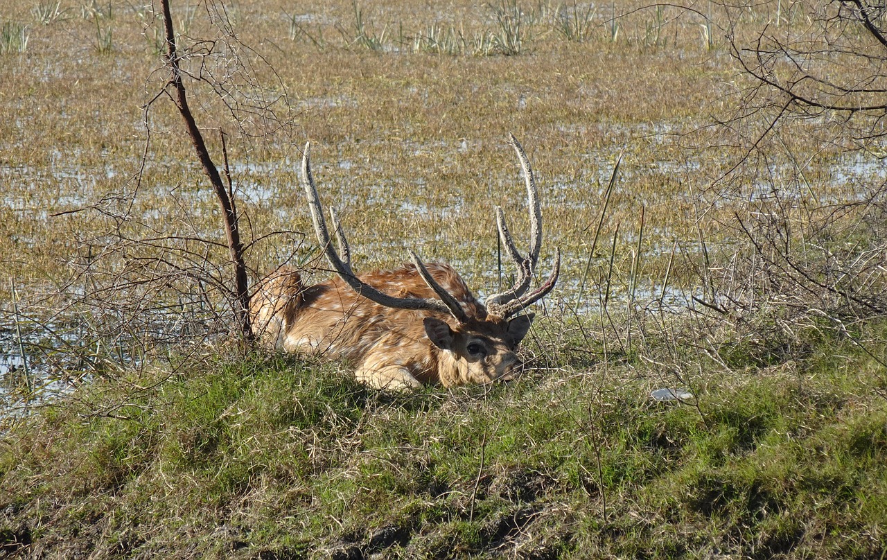 Royal Retreats and Wildlife Wonders in Bharatpur