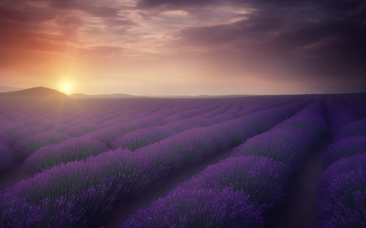 4 Days of Lavender Fields and Local Delights in Provence