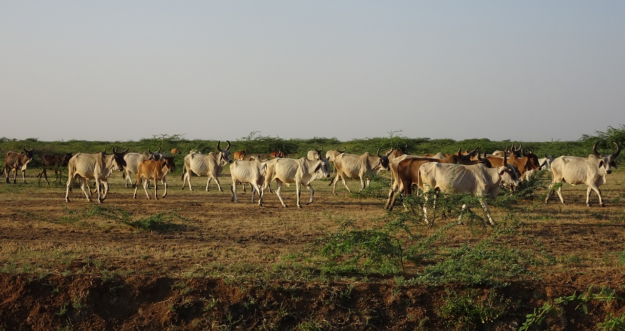 Desert Delights in Rann of Kutch