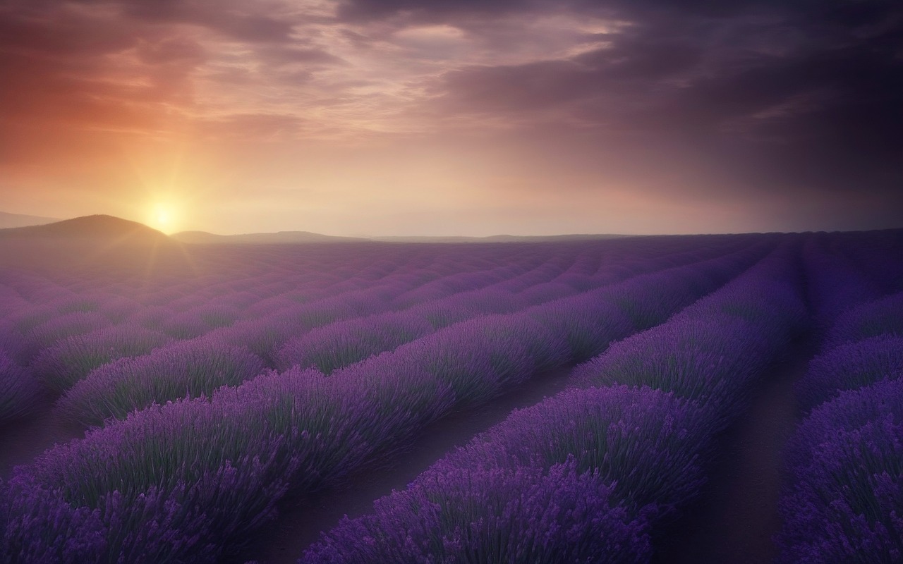 Weekend incantato tra i campi di lavanda della Provenza