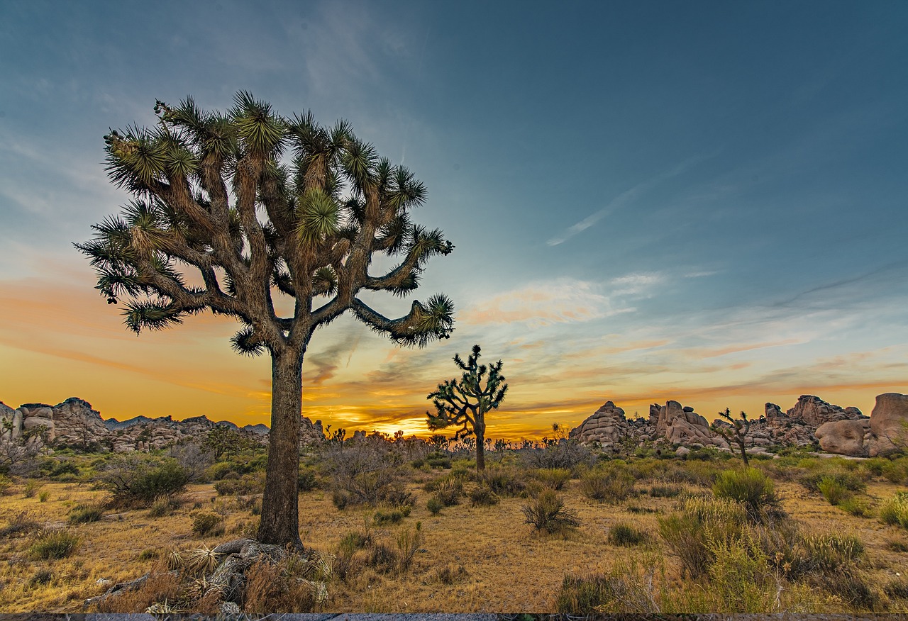 Immersive Culinary and Nature Experience in Joshua Tree