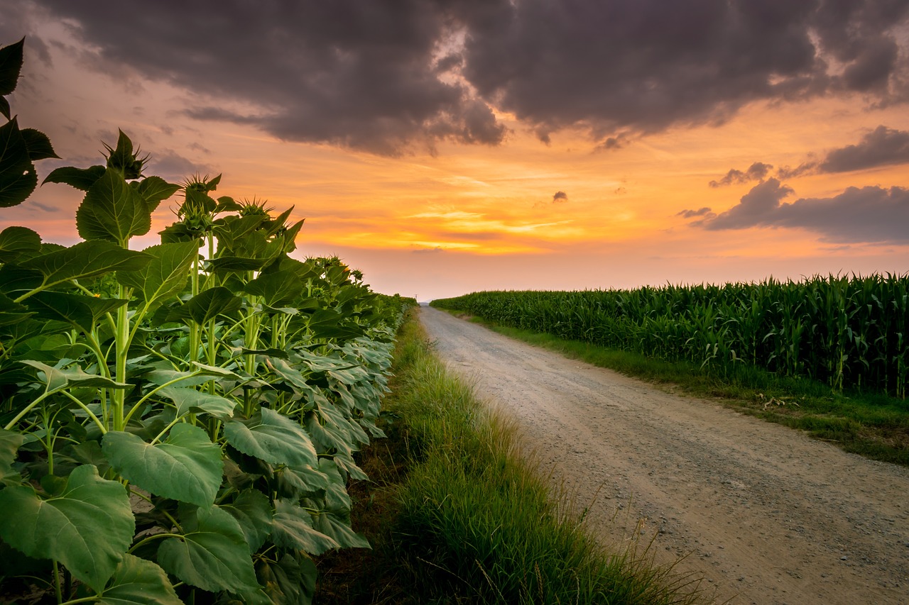 Cross-Country Road Trip: From Florida to Minnesota