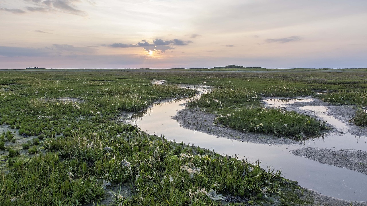 Seals, Mysteries, and Gastronomy in Schiermonnikoog