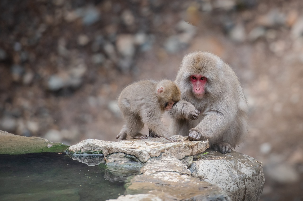 Snow Monkeys and Zenkoji Temple Day Trip