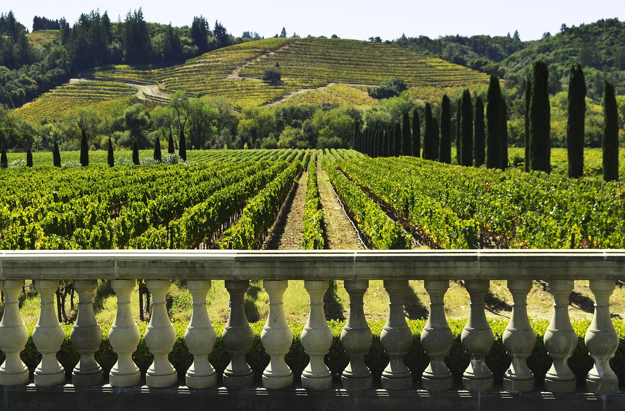 Explorando o Vinho em Sonoma: Tour Guiado e Degustações